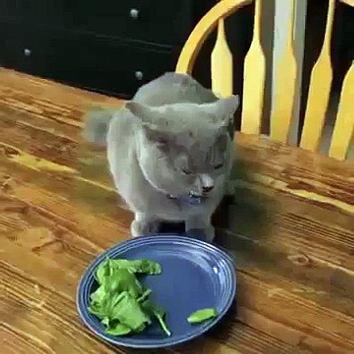 Cat Has Hilarious Reaction After Getting Busted Eating Spinach