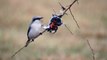 Сорокопут серый / Great Grey Shrike / Lanius excubitor