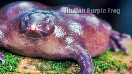 Top 10 Strange Animals You Didn't Know Existed 2015