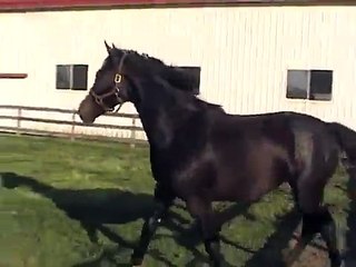 Rotspon"World Cup II"Sandra Hit"Pik Bube" Hanoverian 2009 Filly for Sale