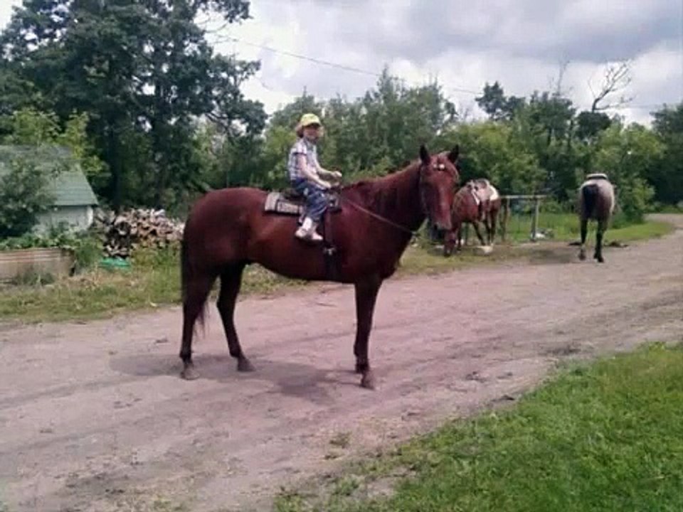 Sad Horse Story