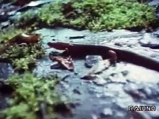 Il Pianeta dei Dinosauri - 4a puntata (6)