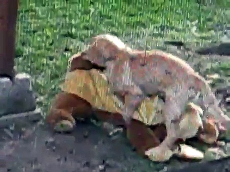 my dogs humping a stuffed animal