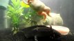 Axolotl and frogs are awesome