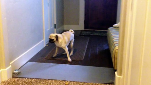 Fez Vs The Electric Scat Mat Video Dailymotion