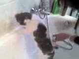 lavare il gatto