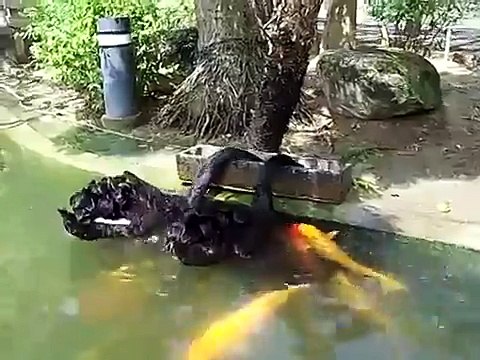 Лебедь кормит золотую рыбку