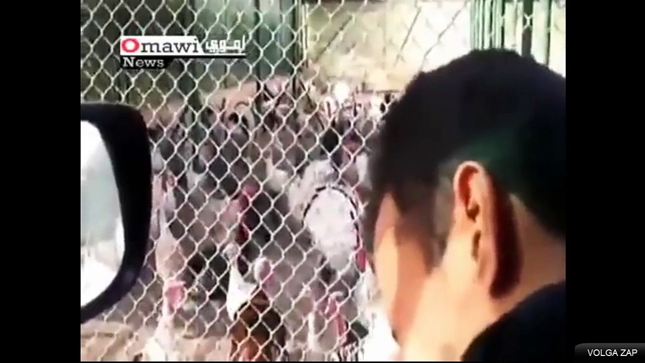 Cet homme parle aux dindes et elles lui répondent