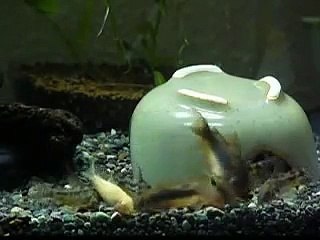 コリドラス産卵活動（追いかけっこからＴポジション）