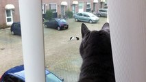 Cat's front row seats to the most boring cat fight ever
