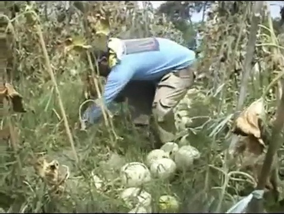 PANEN RAYA BUAH MELON