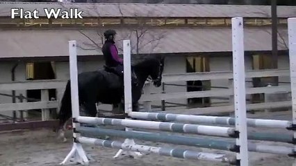 Trooper- Tennessee Walking Horse