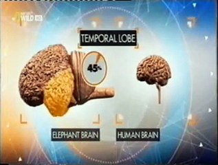 Lobulo temporal: Memoria y oido de elefante