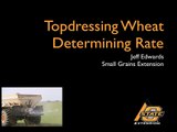 Topdressing wheat 2:  determining rate