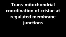 Nature Communications : Trans-mitochondrial coordination of cristae at regulated membrane junctions