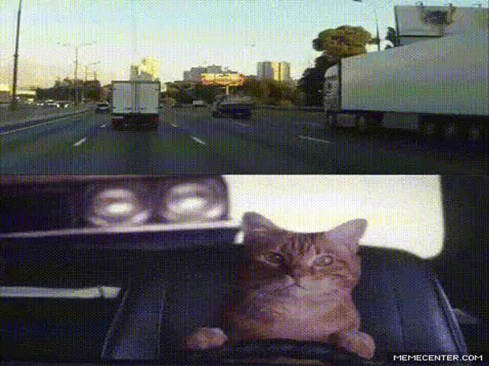Funny Cats & Dogs Animals Compilation