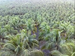 COCONUT PLANTATION INVESTMENT