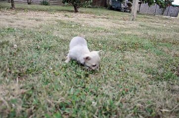 L.A. DES GRAINES DE STARS