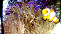 Clown fish feed anemone