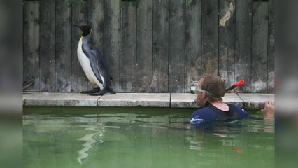This penguin needs swimming lessons because she's terrified of water