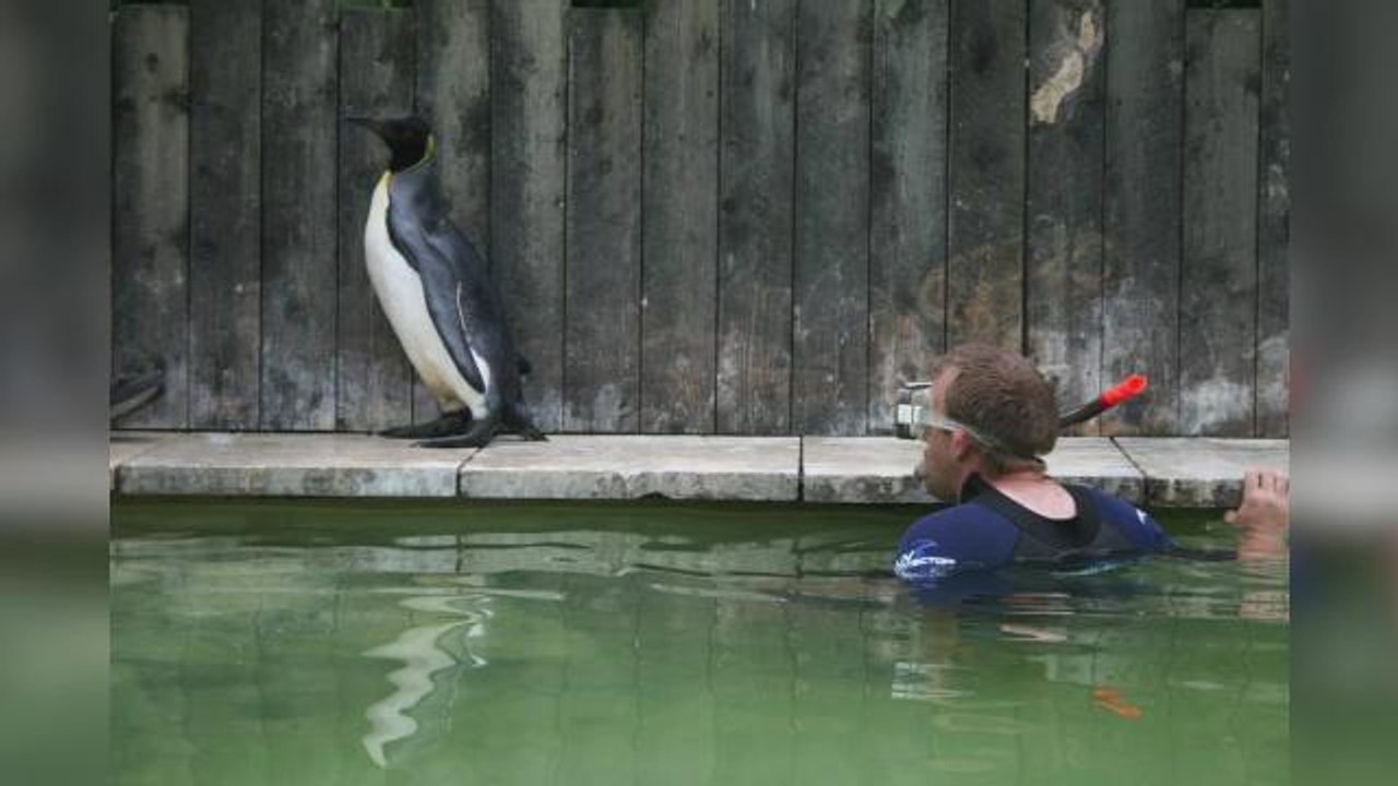 This penguin needs swimming lessons because she's terrified of water