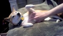 Shiba Inu barking on command and being playful
