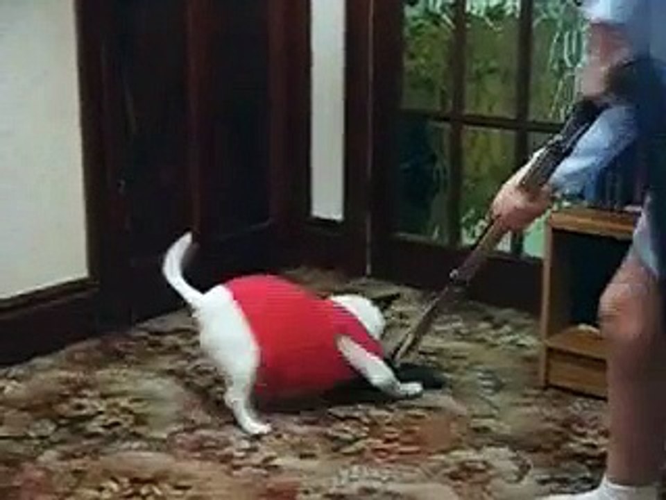Jack The Russel v Henry The Hoover