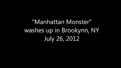 Weird Manhattan Monster - Unknown Creature