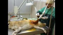KEMİK FEMUR KIRIĞI AMELİYATI