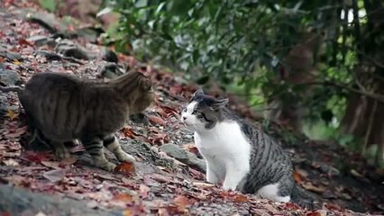Pelea de gatos - HD