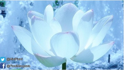 TsukiHanaTV ( games viewers !) ♥