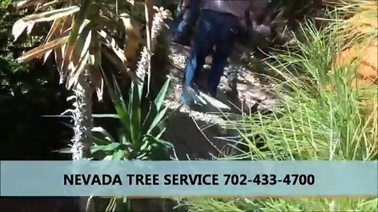 Tree Care and Maintainace Services