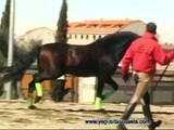 VENTA DE CABALLOS PRE- ANDALUSIAN HORSES FOR SALE