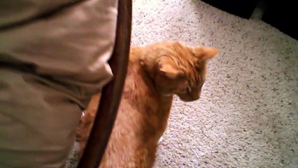 Big Cat, Small Voice - The Adventures of Flynn - Ep. 1