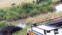 Masai Mara'da Aslan Sürüsünün Bufalo Avı