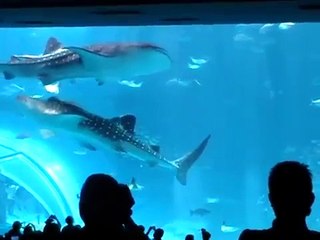 ジンベイザメ同士が正面衝突！（28秒前後） 日テレ・ZIPで紹介されました。