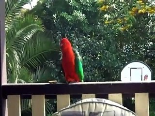 Australian King Parrot (longer version)