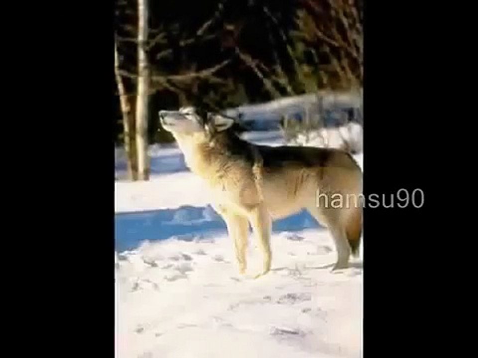 Wolves [31 subs]