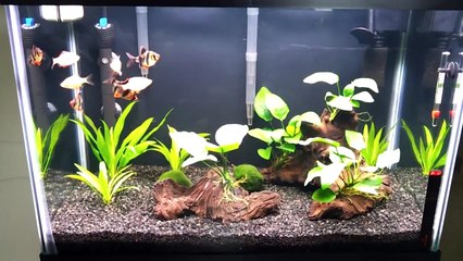 Update on the 20 gallon Tiger Barb Aquarium