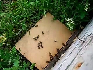 бои пчёл и муравьёв