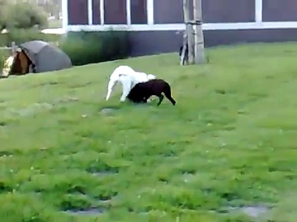 amerikaanse bulldog vs amerikaanse steffert