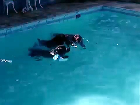 Labradores nadando