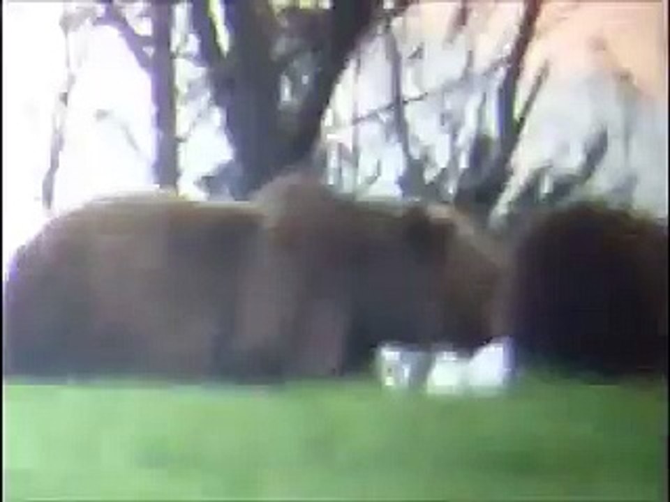 Orsi in Trentino - pra Bedole in Prada, Terlago (TN)