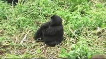 My close encounter with Mountain Gorillas in Rwanda
