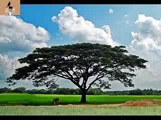 AJ DHANER KHETE : Srikanta Acharjya