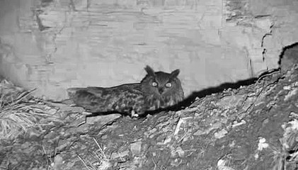 VolgdeOehoe - Maart - Geluid Vleermuis ?  en Reiger