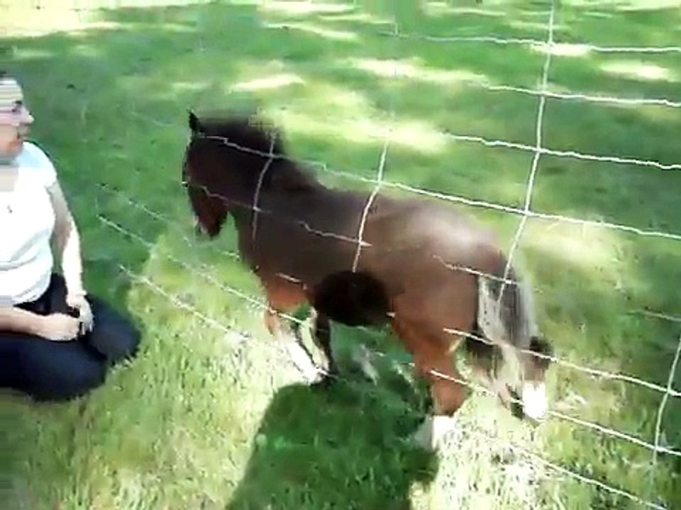 itchy horse 2