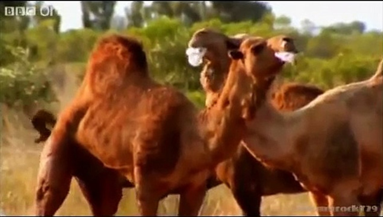 Funny British Animal Voiceovers  We found Alan