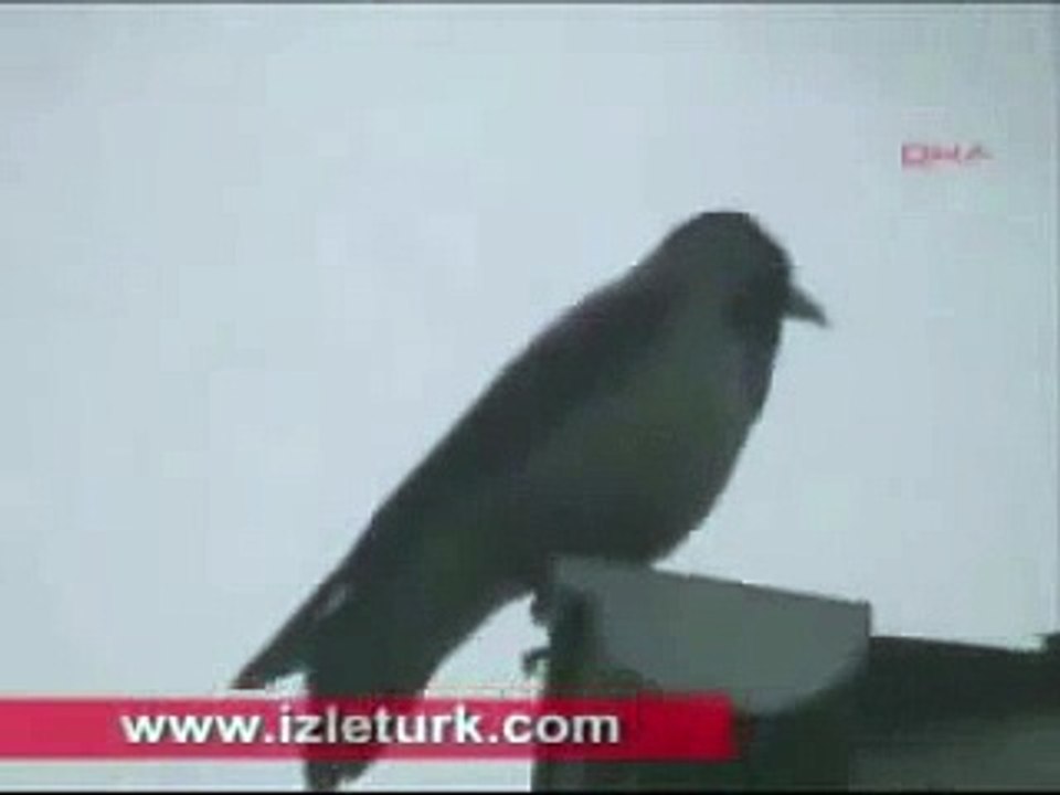 الفيديو الذي ادهش العالم - غراب يقول الله amazing