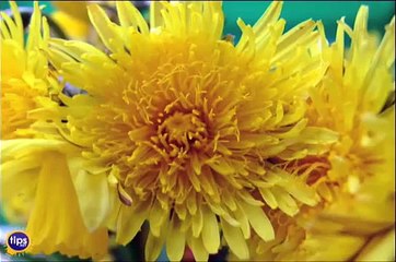 Kill Dandelions with Salt